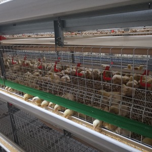 Jaula <span class=keywords><strong>para</strong></span> Cría <span class=keywords><strong>de</strong></span> Aves <span class=keywords><strong>de</strong></span> Corral, Jaula <span class=keywords><strong>para</strong></span> Cría <span class=keywords><strong>de</strong></span> Pollitos, Jaula <span class=keywords><strong>para</strong></span> Cría <span class=keywords><strong>de</strong></span> Gallinas Ponedoras, Jaula <span class=keywords><strong>para</strong></span> Cría <span class=keywords><strong>de</strong></span> Pollitos - Product Image 5