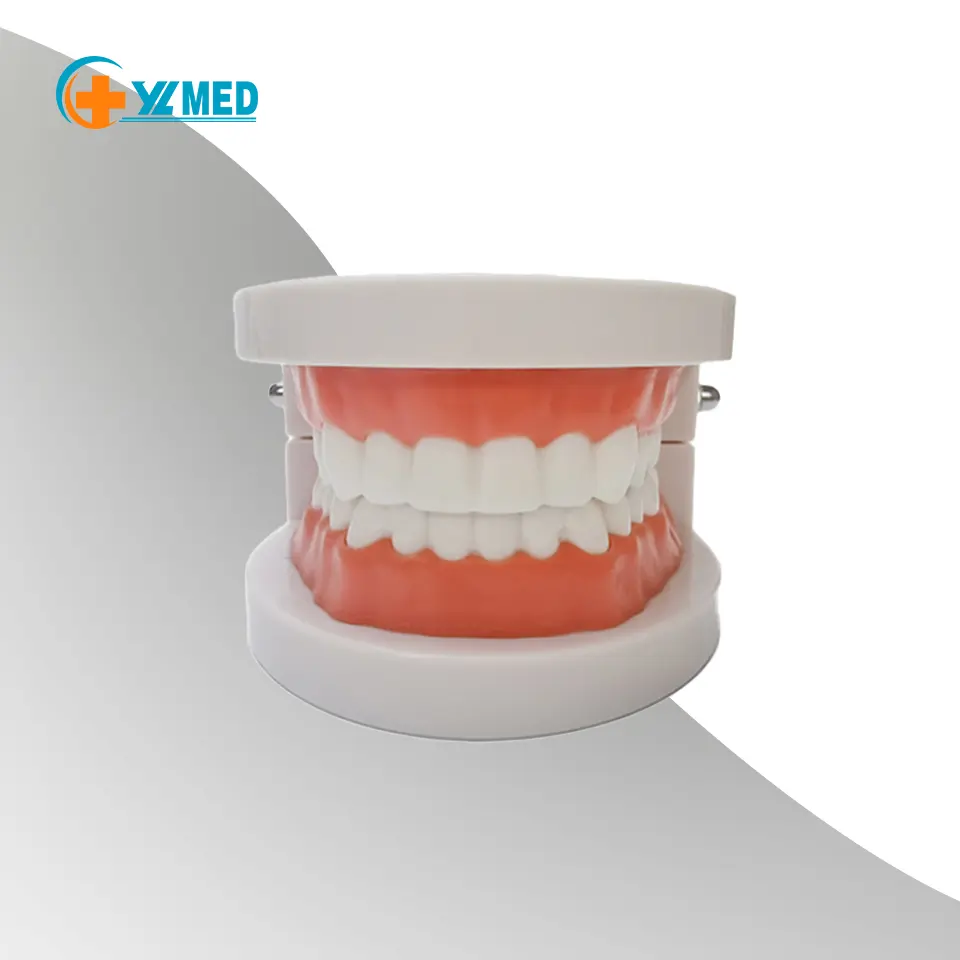 Modèle de brossage des dents pour soins dentaires Modèle dentaire éducatif Dents orales avec gencives souples pour 28 dents