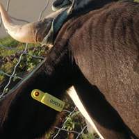 Nouvelles Étiquettes d'oreille GPS solaires intelligentes Bluetooth et 4G pour le suivi du bétail avec surveillance de la température corporelle pour la gestion des animaux de ferme