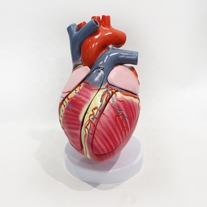 Modelo del Sistema de Conducción Cardíaca Ampliado 3 Veces, 5 Partes, PVC, para Enseñanza de Cardiología, CE ISO ROHS CNAS - Product Image 2