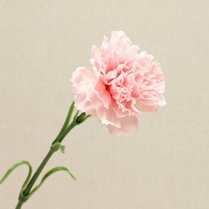 YL Venta al por Mayor de <span class=keywords><strong>Claveles</strong></span> Artificiales Hechos a Mano de 50cm, para Graduación, Día de la Mujer, Día de la Madre, Navidad, de Alta Simulación, de Seda, de una Sola Rama - Product Image 5