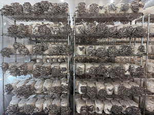 Remplisseur automatique de substrat pour champignons pour sacs carrés et culture de champignons shiitake - Product Image 6