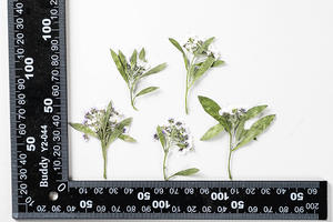 Résine époxy pour Scrapbooking, gaufrage fait à la main, fausse plante naturelle, fleur écologique à pression - Product Image 4