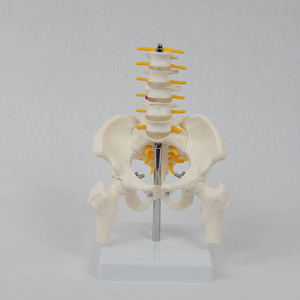 Modelo <span class=keywords><strong>de</strong></span> Anatomía Lumbar <span class=keywords><strong>de</strong></span> PVC <span class=keywords><strong>de</strong></span> Escala Media Profesional DARHMMY - Incluye Pelvis, Huesos <span class=keywords><strong>de</strong></span> <span class=keywords><strong>Pierna</strong></span> y Vías Nerviosas - Product Image 4
