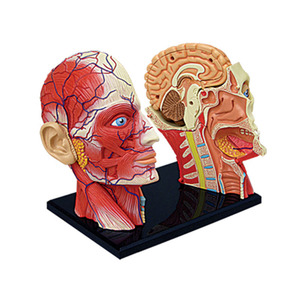 Modelo Anatómico 4D del Nervio Craneal Humano, Músculos y Órganos del Cabeza para Enseñanza Médica - Product Image 4