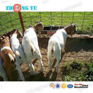 Mangeoire en plastique pour agneau et chèvre, fournitures pour élevage de moutons, <span class=keywords><strong>crochet</strong></span> de fixation - Product Image 6