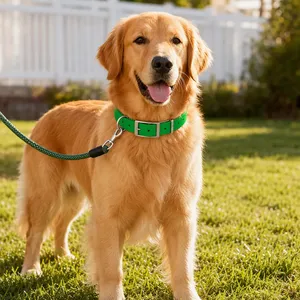 Solid Color TPU Dog <b>Collars</b> Adjustable Buckle Closure for Small Medium Large Dogs All Seasons Simple Style Red Green Blue Orange - Product Image 4