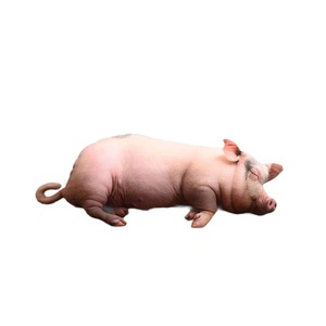 San Shun Pig <b>Plush</b> Pillow Realistic Soft Toy For Children Birthday Gift 5 To 7 Years Unisex - Product Image 4