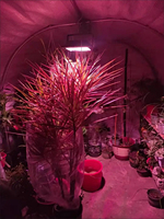 Lampe solaire à LED haute puissance pour la croissance des plantes, pour les fleurs et les légumes, lumière solaire imitant le spectre complet de la lumière solaire