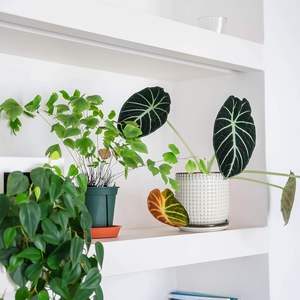 Pot de fleurs en céramique vert olive dégradé avec trou de drainage et système d'arrosage automatique, design moderne et écologique pour une utilisation en intérieur/extérieur - Product Image 2