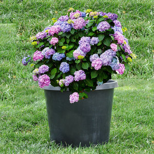 Macetas de plástico redondas y grandes para guardería, de <span class=keywords><strong>15</strong></span> galones de plástico, duraderas, para flores - Product Image 3