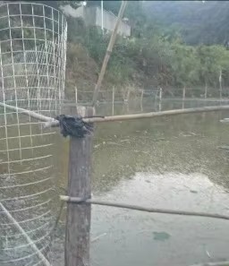 Wholesale Galvanized Fine <b>Wire</b> <b>Mesh</b> 40cmx7m 6mm Hole Rodent Proof Grid for Aviary and Tall Beds - Product Image 5