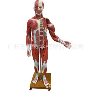 Modèle de corps humain de 170 cm avec muscles et organes internes pour l'enseignement médical : Anatomie musculaire et organique humaine adulte - Product Image 2