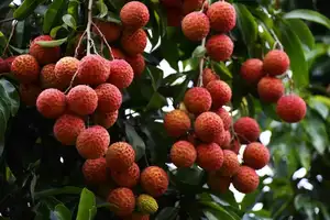 Leci stik produk pertanian kandil Premium jumlah besar Litchi tropis segar untuk buah segar