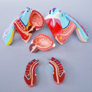 Modelo <span class=keywords><strong>de</strong></span> Órgano Genital Masculino del Sistema Reproductor Desmontable <span class=keywords><strong>de</strong></span> 5 Partes, Anatomía Humana <span class=keywords><strong>de</strong></span> Tamaño Real para Educación Médica, Certificado CE - Product Image 5