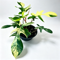 Vente directe de plantes d'intérieur, Philodendron Florida Beauty à feuilles lobulées et variegées, pour la décoration des étagères et comptoirs intérieurs