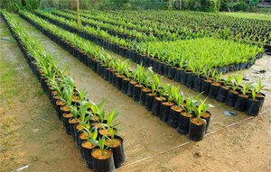 <span class=keywords><strong>Sacchetti</strong></span> in Plastica PE per Vivaio con Fori Traspiranti, Sacchi Spessi e Permeabili per Coltivazione, Vasi per Trapianto di Frutti e Piantine da Giardino - Product Image 6