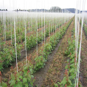3/8 Inch Round Fiberglass <b>Rod</b> Plant Stake For Vineyard Support Cutting Service Available - Product Image 1
