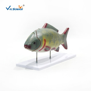 Modèle d'anatomie du poisson, modèle d'anatomie des organes internes, modèle pédagogique biologique détachable - Product Image 5