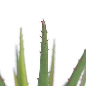 Planta Artificial de <span class=keywords><strong>Aloe</strong></span> <span class=keywords><strong>Vera</strong></span> de 35cm, plantas realistas de <span class=keywords><strong>Agave</strong></span> de imitación, plantas artificiales en maceta para sala de estar, mesa, decoración interior del hogar - Product Image 2