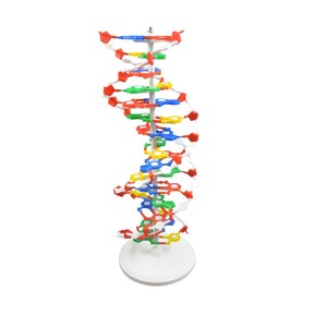 Modèle d'ADN, grande structure à double hélice, 33306 paires de bases, matériau génétique, instrument pédagogique de biologie de 60 cm - Product Image 3