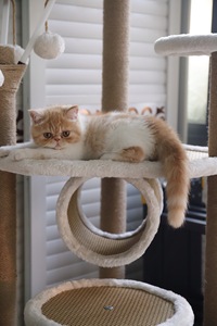 Các Nhà Sản Xuất Bán Buôn Chất Lượng Cao Đa-Hai Lớp Mèo Cây Với Tổ Biệt Thự Mèo Leo Núi Khung Mèo Gãi Bài - Product Image 2