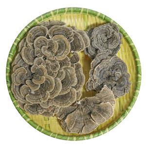 प्राकृतिक कार्बनिक पॉलीसैकराइड टर्की पूंछ उद्धरण कोरिओलस वर्सिकोलर - Product Image 5