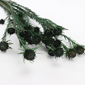 Tulipán <span class=keywords><strong>Gesneriana</strong></span> Preservado al por Mayor, Tulipán Australiano Natural Preservado para Decoración del Hogar - Product Image 3