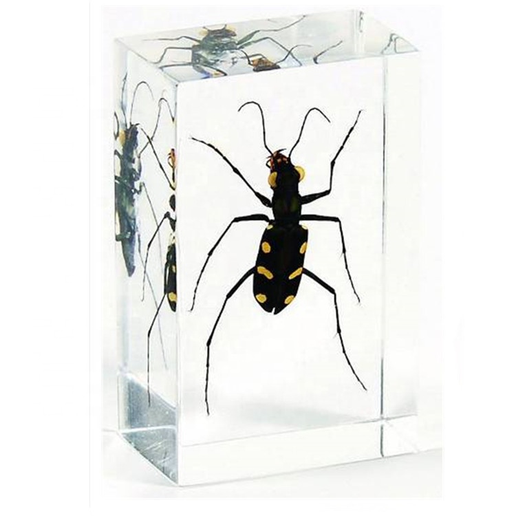 Tiger Beetle Resin Specimen for Insect Collection