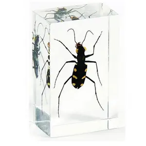Real Insect Tiger Beetle Resin esemplare aspetto animale campioni blocco acrilico per la raccolta degli insetti