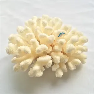 Doğal beyaz mercan malzeme fosil örneği kristal kuvars ev dekor için