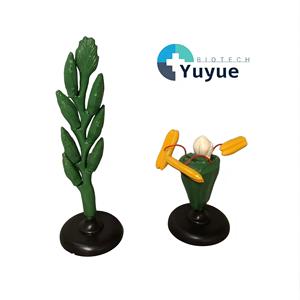 Modelo de Estructura de Flor de Trigo, Juego de Espigas y Flores 3D, Material Didáctico para Clases de Botánica y Biología - Product Image 1