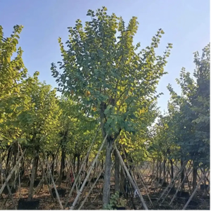 Bauhinia <span class=keywords><strong>Variegata</strong></span> L, grandes plantes vertes, arbres décoratifs pour jardin extérieur, ferme, semis en pot - Product Image 5