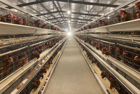 Meilleur Prix Cages Automatiques en Batterie pour Poules Pondeuses d'Élevage de Volaille