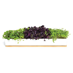 MUSTARD S Microgreens <span class=keywords><strong>Kit</strong></span> de culture de cuisine avec couvercle en bambou - Product Image 4