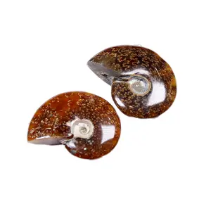 Madagascar Conch Polished Home Decoration Love Gemstone Opp Bag Ammonite to Bring Wealth Prosperity Specimen Stone Natural 5pcs