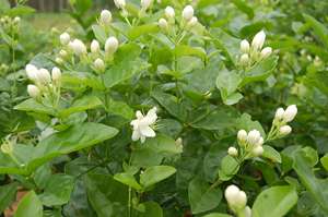 Venta caliente Premium <span class=keywords><strong>Jasmine</strong></span> <span class=keywords><strong>Green</strong></span> <span class=keywords><strong>Tea</strong></span> Perlas de dragón sueltas a granel empaquetadas en caja Bolsa Bolsita - Product Image 5