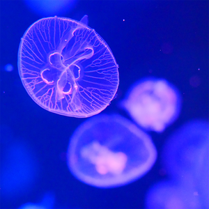 Moderne Stijl Decoratieve Acryl Kwallen <span class=keywords><strong>Aquarium</strong></span> Voor Restaurant En Hotel - Product Image 4