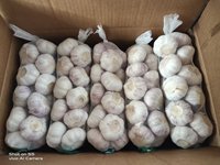 Ail frais de qualité supérieure de la région de Jin Xiang, Shandong, Chine, fournisseur d'ail