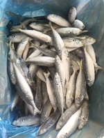Produits de la mer congelés : Poisson Scad Rond, Scad Queue Jaune, Scad Rond de petite taille, Scad Rond à petits yeux, Scad Rond de pêche légère