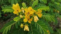 Prix de gros 10% 20% Sennoside A+B en poudre, extrait naturel de feuilles de séné
