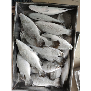<span class=keywords><strong>Pesce</strong></span> Barramundi/Spigola Intero Fresco IQF per Allevamento Marino - Product Image 3