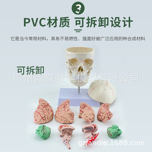 Modèle de crâne naturel avec vertèbres cervicales et structures cérébrales; crâne d'adulte avec artères cérébrales et cervicales suturées - Product Image 5