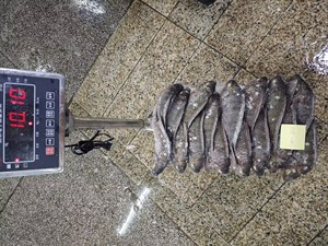 Tilapia noire du Nil entière et ronde, surgelée BQF, en gros, 300-500g, 500-800g, 800+, certifiée BRC HACCP, origine Chine - Product Image 2