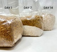 Sacs de culture de champignons en millet biologique, résistants aux hautes températures, avec filtre de 0,2 micron, patch filtrant stérilisé en plastique pour champignons