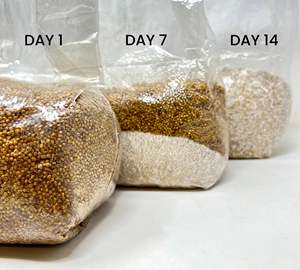 Sacs de culture de champignons à grains de <span class=keywords><strong>millet</strong></span> bio résistants aux hautes températures Patch filtrant de 0.2 microns stérilisé en plastique champignon - Product Image 6