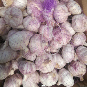 Cabeza <span class=keywords><strong>de</strong></span> <span class=keywords><strong>semilla</strong></span> <span class=keywords><strong>de</strong></span> <span class=keywords><strong>ajo</strong></span> fresco orgánico <span class=keywords><strong>de</strong></span> la mejor calidad, <span class=keywords><strong>ajo</strong></span> rojo blanco puro púrpura, Exportación <span class=keywords><strong>de</strong></span> 10kg 20kg, saco mayorista - Product Image 2