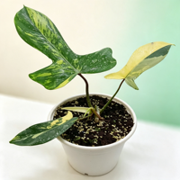 Plantes d'intérieur haut de gamme Philodendron variegaté pour une décoration moderne de table
