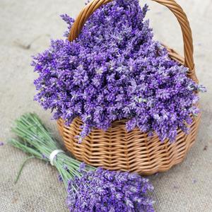 10ml di olio di lavanda puro massaggio naturale olio aromatico fabbrica all'ingrosso profumo essenze per il corpo integratori oli essenziali - Product Image 2