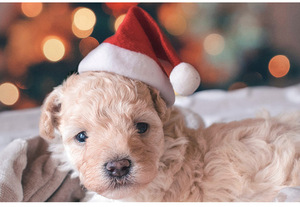 Chapeaux <span class=keywords><strong>de</strong></span> Noël Pet Chats Chiens Fournitures <span class=keywords><strong>De</strong></span> Noël Santa Fluffy Petits Chapeaux Chapeaux <span class=keywords><strong>De</strong></span> Laine Rouge Pet Rétro En Peluche Cap Ensembles - Product Image 4